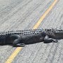 Ashley County Gator